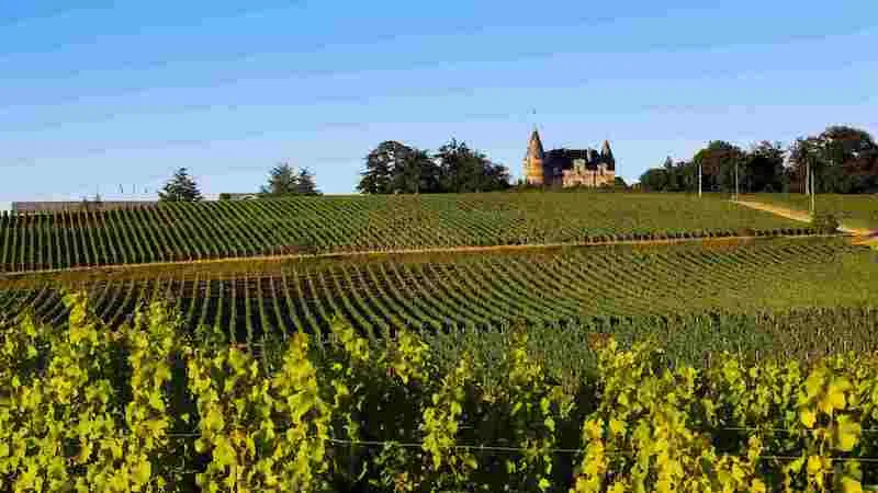 Agence événementielle Bordeaux organise votre séminaire au vert dans un domaine viticole